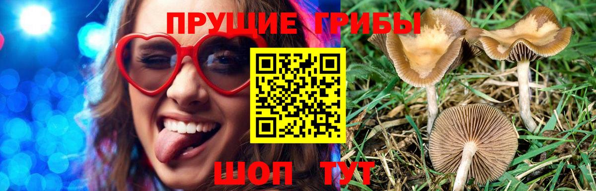 Копейск  Галлюциногенные грибы Cubensis  Галлюциногенные грибы прущие грибы  Вход с VPN 